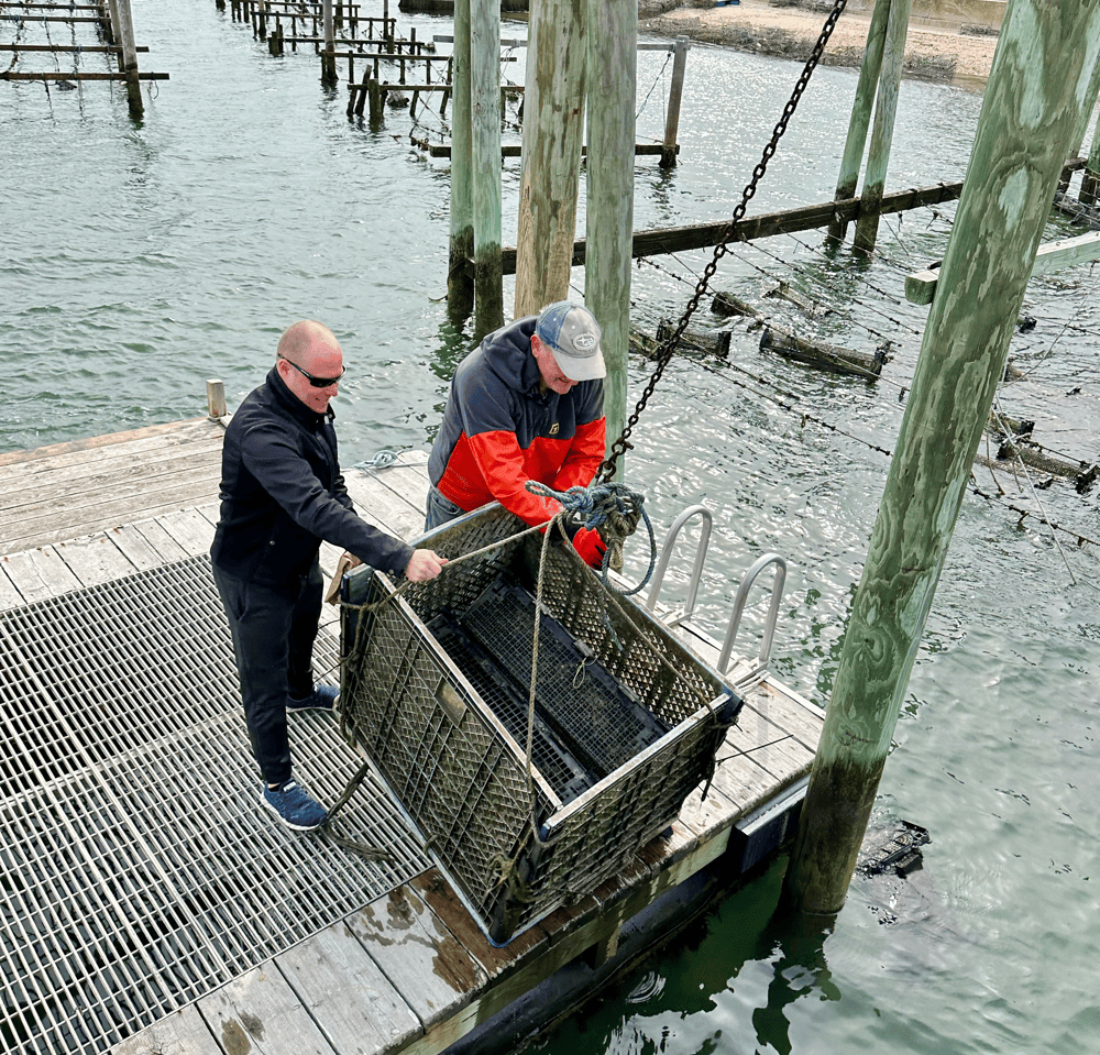 Long Island Oyster Farm Tour: As We Went Oyster Picking!
