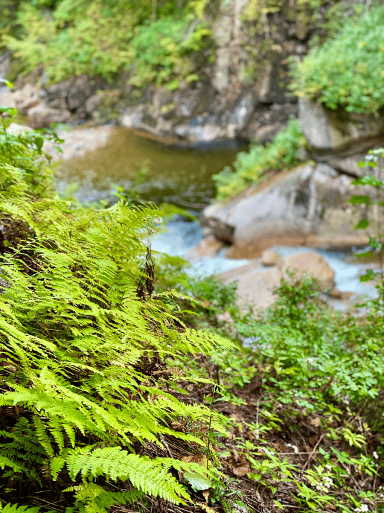 Lots of greenery at the Flume Gorge!