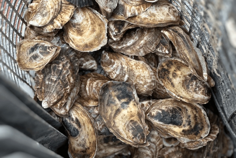 Long Island Oyster Farm Tour: As We Went Oyster Picking!