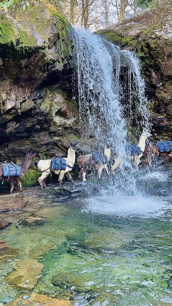 Llamas walking behind Grotto Falls in Great Smoky Mountains!