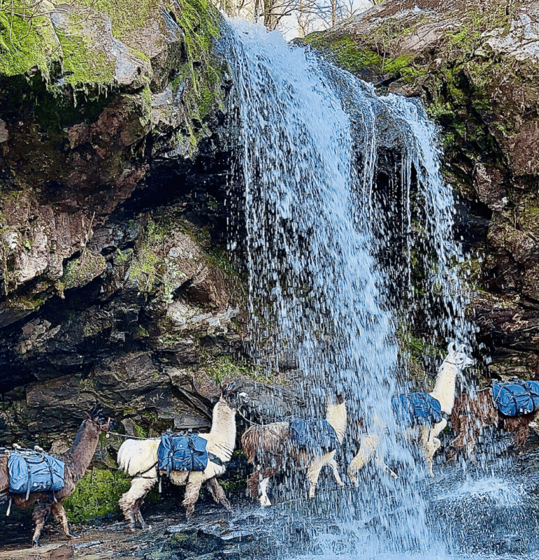 How to See Llamas on the Grotto Falls Trail in Great Smoky Mountains!