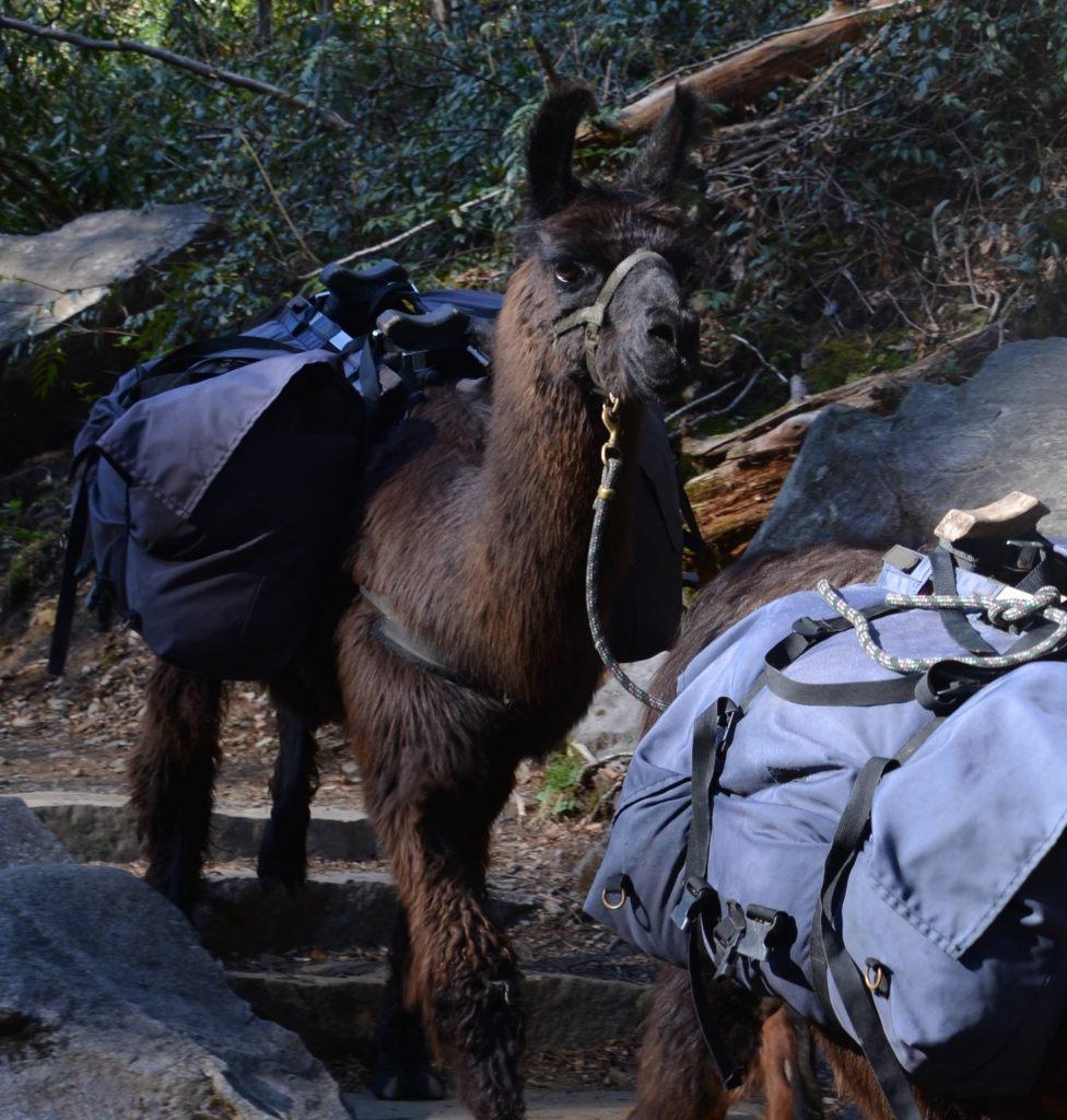 Llamas at Grotto Falls