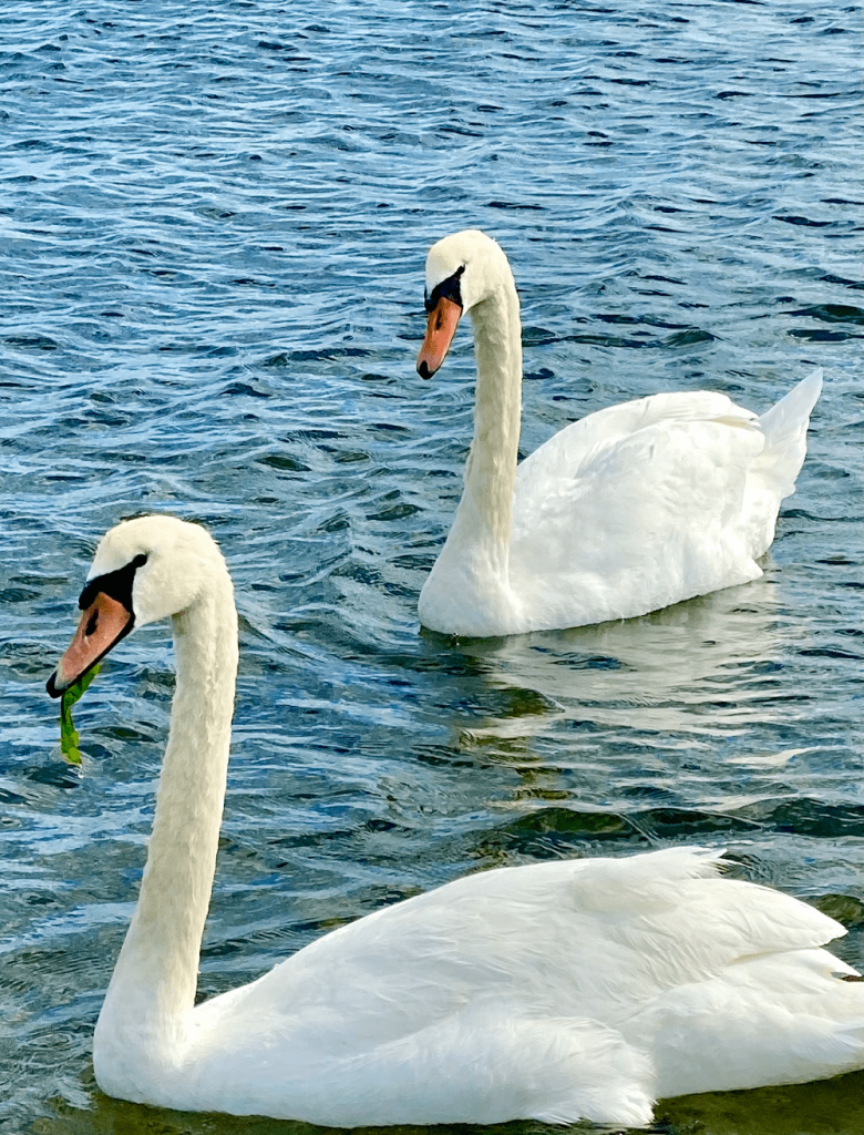 Short Beach Park Swans